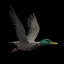 duck different flying animation 3d model