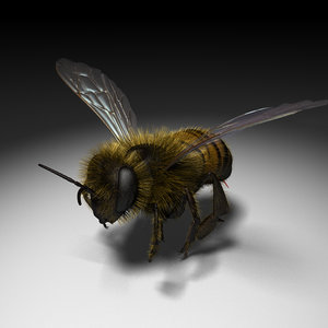 honey bee 3d c4d
