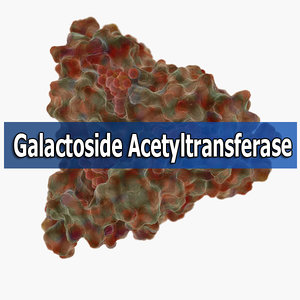 galactoside enzyme organic 3d max