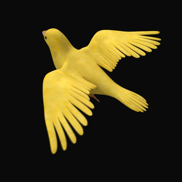 canary flying animation 3d 3ds