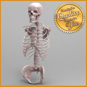 human skeleton torso skull 3ds