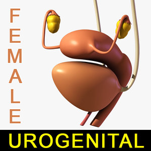 urogenital female 3d max