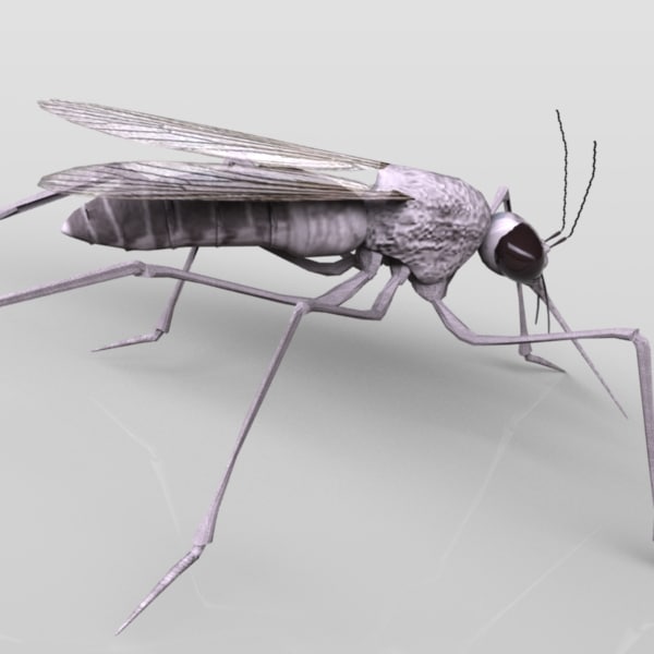 max mosquito