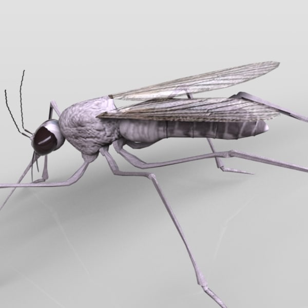 max mosquito