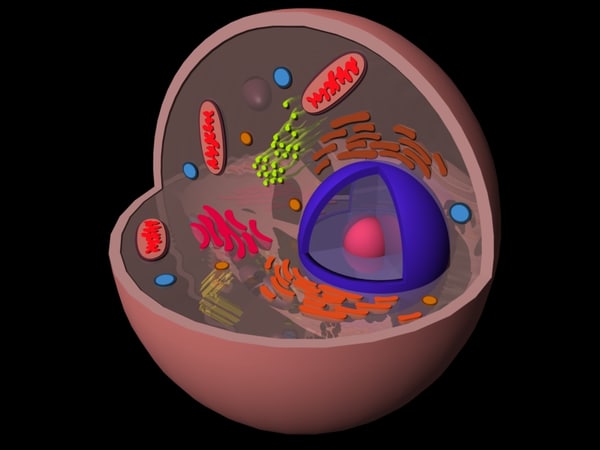 Animal Cell 3D Models for Download | TurboSquid