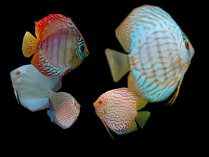 fishes 3d model