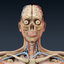 3ds human female anatomy -