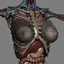 3ds human female anatomy -