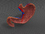 human stomach layers 3d model