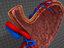 human stomach layers 3d model