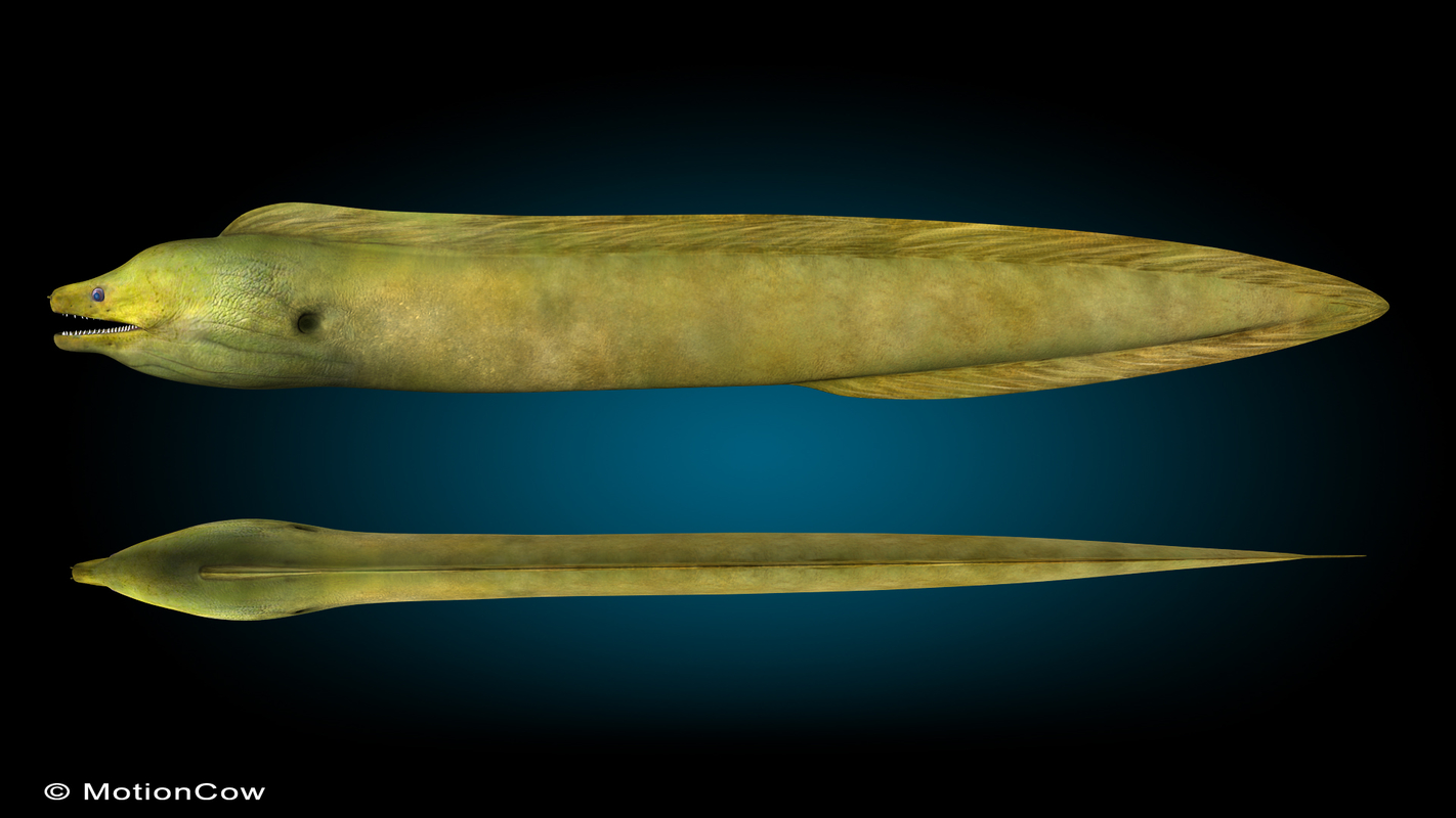 realistic green moray eel 3d model