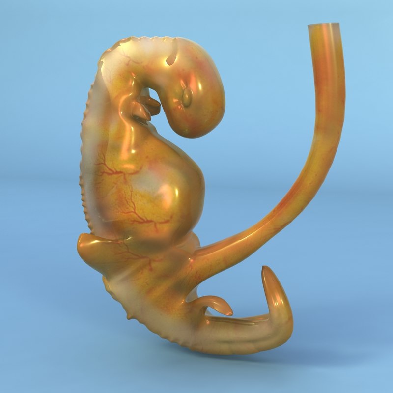 3d-weeks-fetus-model