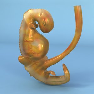3d weeks fetus model