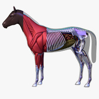 3d horse anatomy