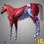 3d horse anatomy