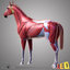3d horse anatomy