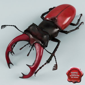 3d model stag beetle