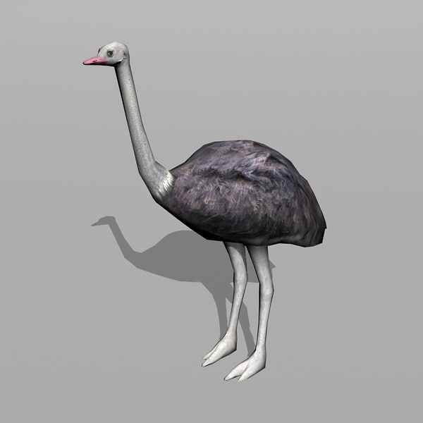 3d model ostrich