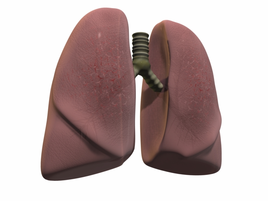 人肺3d模型
