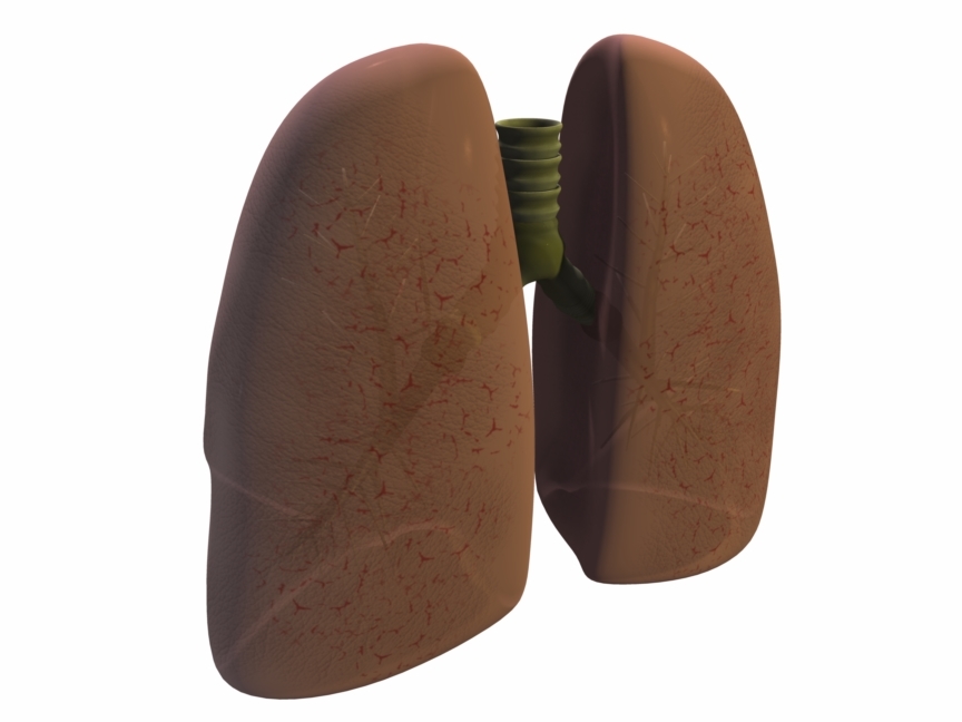 人肺3d模型