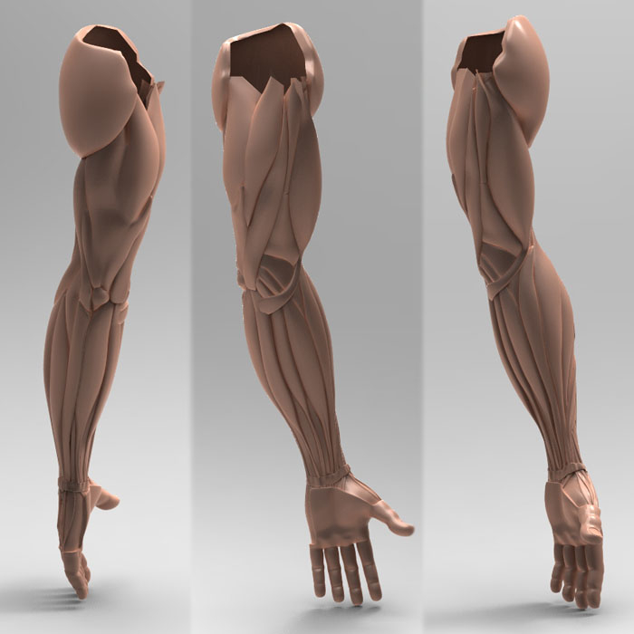 3d human arm anatomy
