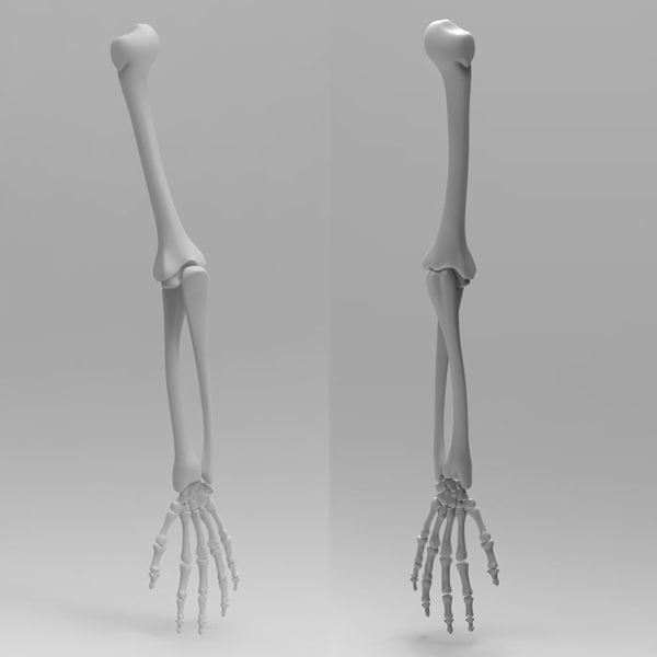 human arm anatomy combo 3d 3ds