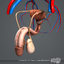 male female reproductive urinary 3d 3ds