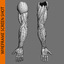 3d human arm anatomy