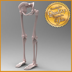 human leg skeleton 3d model