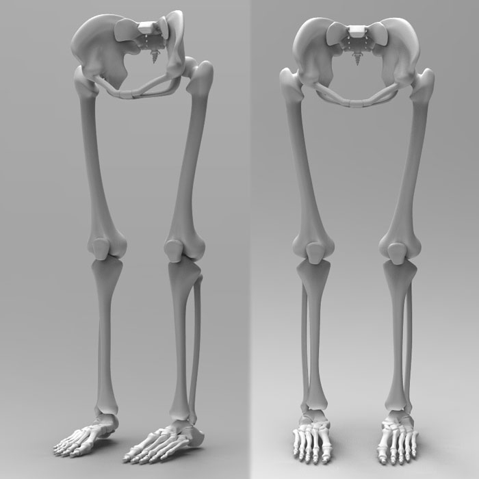 Human Leg Skeleton 3d Model