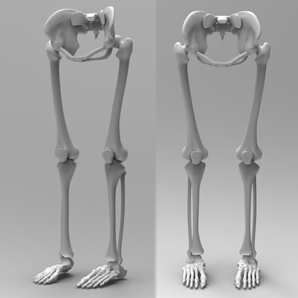 human leg skeleton 3d model