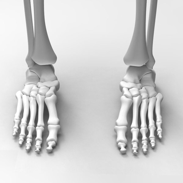 Bones r. Скелет ноги. Скелет стопы. Скелет ноги человека. Скелет человеческой ступни.