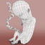 3ds max unborn baby character modelled