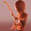 3ds max unborn baby character modelled