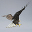 3d bald eagles poses