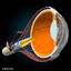cross sectional human eye 3d model