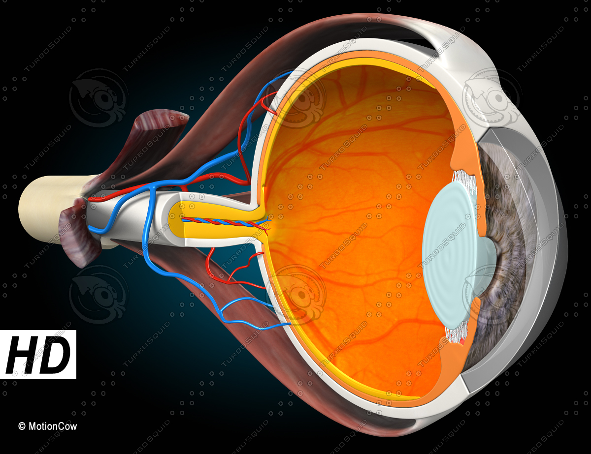 Cross Section Of The Human Eye