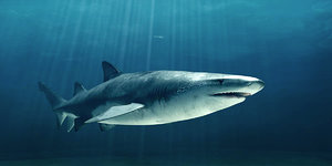 bull shark 3d model