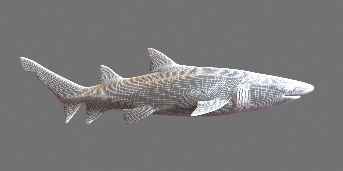 bull shark 3d model