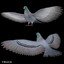 3d flying pigeon