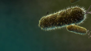 3d model ecoli bacteria
