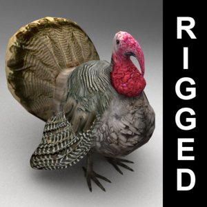 3d rigged turkey