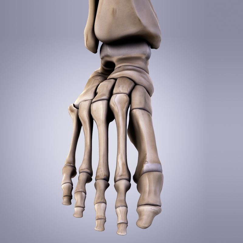 3d model human bones foot