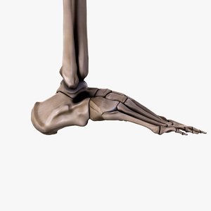 3d model human bones foot