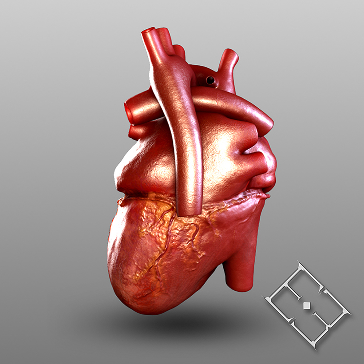 human heart 3d model