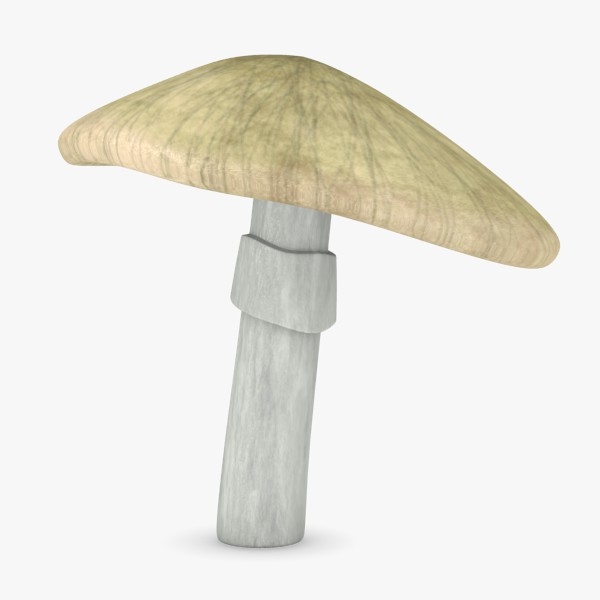 poisonous amanita phalloides 3d max