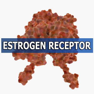 estrogen receptor max