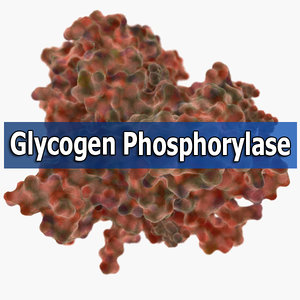 3d glycogen phosphorylase model