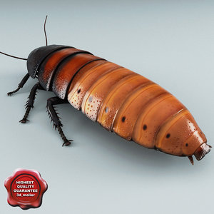 madagascar hissing cockroach 3d model