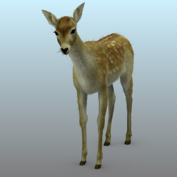 3d model of photorealistic deer animation